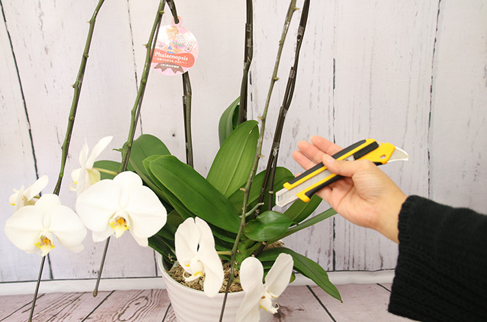 胡蝶蘭をもう一度咲かせよう らんや小石川店 東京 小石川にある胡蝶蘭専門店