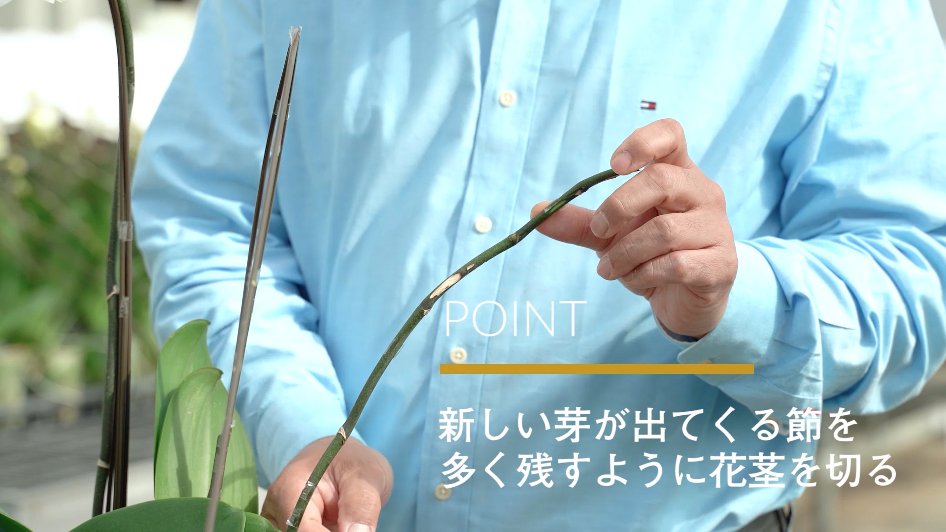 胡蝶蘭の根