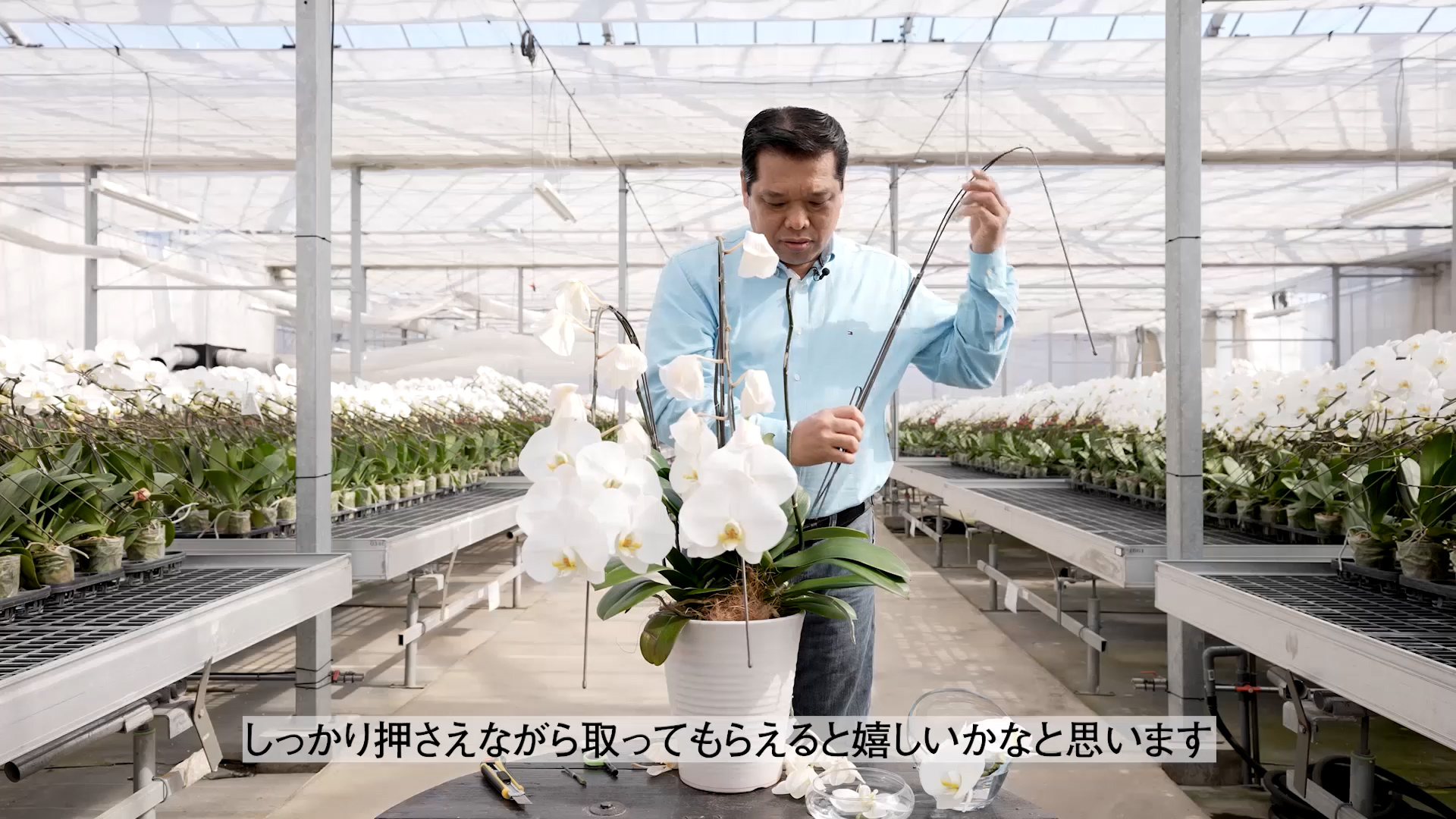 胡蝶蘭の根