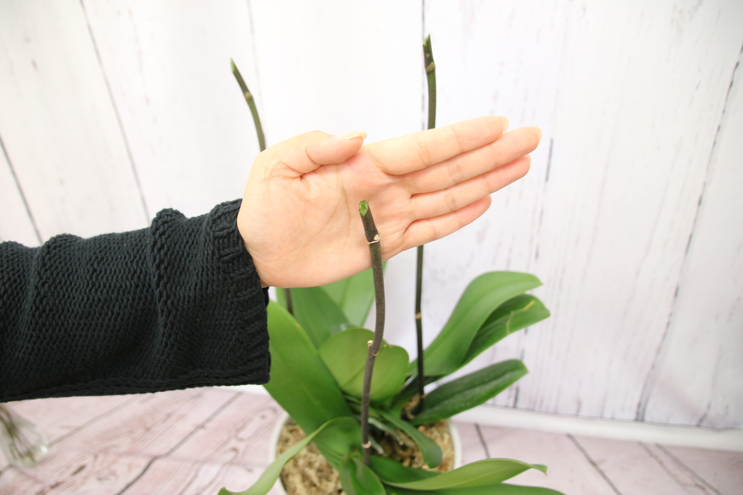 胡蝶蘭の根