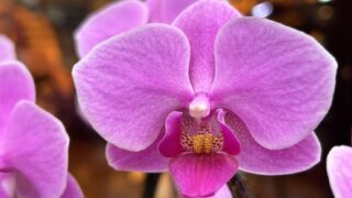 1月のワークショップのお知らせです🌺