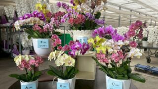 胡蝶蘭ガレージセール問い合わせ 胡蝶蘭バイキングのご参加ありがとうございました！ | 胡蝶蘭専門店