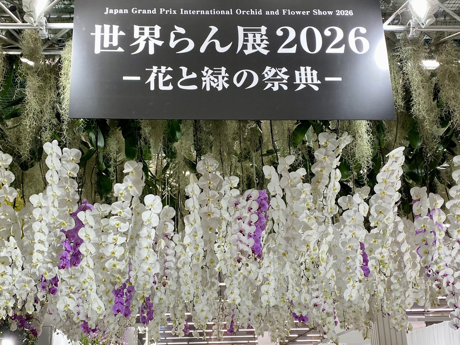 ♦️♦️♦️♦️野村蘭作の世界 ♦️3巻セット 2026.2.12】世界らん展2026 | 胡蝶蘭専門店【らんや小石川店】